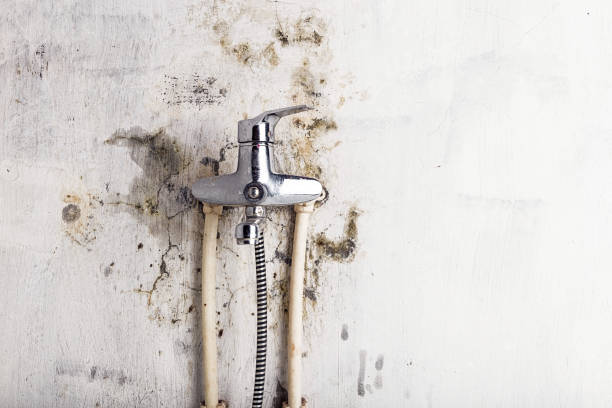 Trusted Shelby, MT Mold Removal Experts