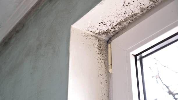 Best Mold Testing  in Shelby, MT