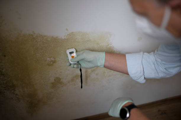 Best Attic Mold Removal  in Shelby, MT