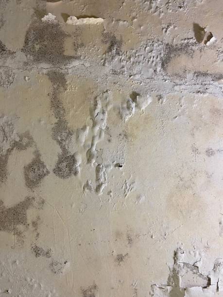 Best Local Mold Removal Service  in Shelby, MT