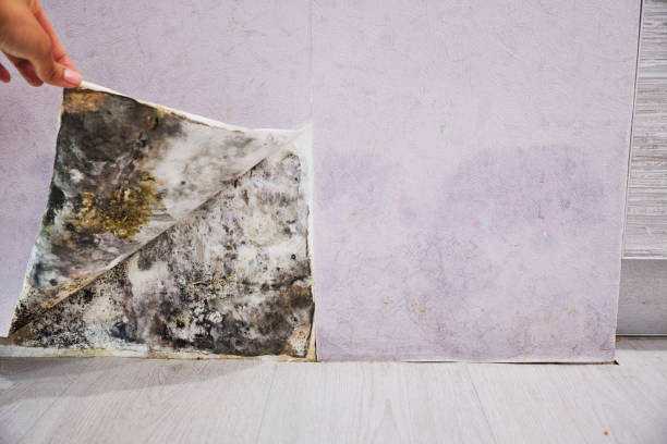 Best Attic Mold Removal  in Shelby, MT